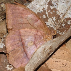 Taygetis mermeria
