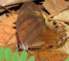 Haetera piera
