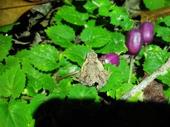 Microhyla palmipes