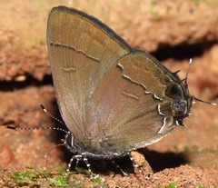 Calycopis bellera