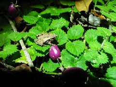 Microhyla palmipes