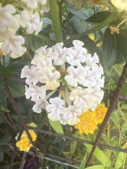 Lantana montevidensis