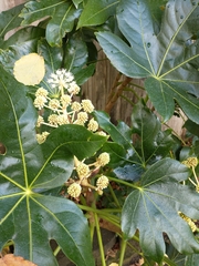 Fatsia japonica