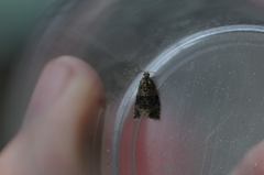 Syricoris lacunana
