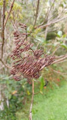 Caldcluvia paniculata