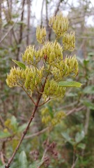 Caldcluvia paniculata