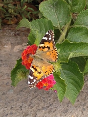 Vanessa cardui