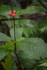 Siparuna grandiflora
