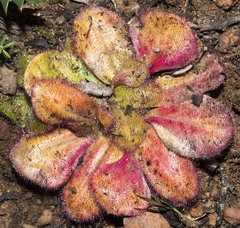 Drosera collina