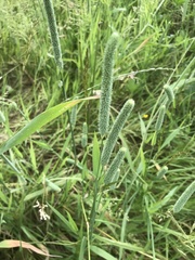 Phleum pratense