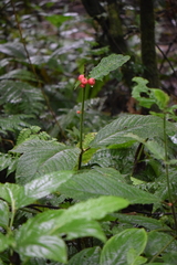 Siparuna grandiflora