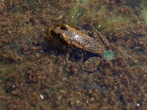 iNaturalist observation photo of Sierra Nevada Yellow-legged Frog