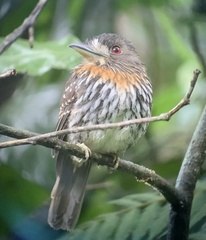 Malacoptila panamensis