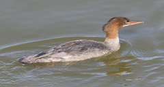 Mergus merganser americanus