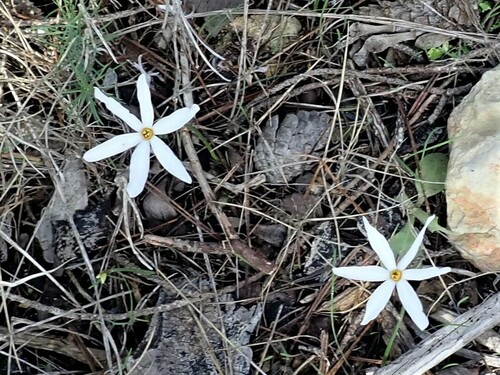 Narcissus deficiens