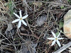 Narcissus deficiens