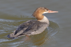 Mergus merganser americanus