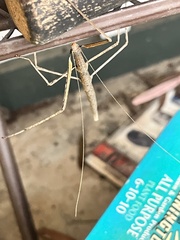 Diapheromera femorata