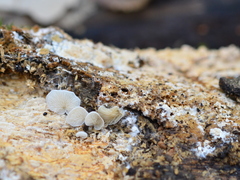 Crepidotus cesatii