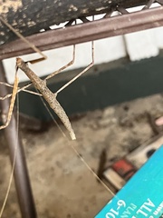 Diapheromera femorata