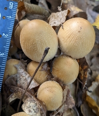Micacei