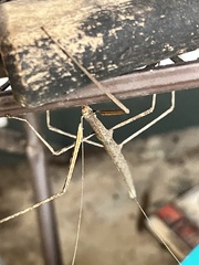 Diapheromera femorata