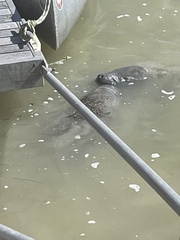 Trichechus manatus latirostris