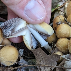 Micacei