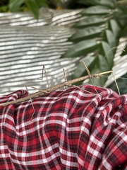 Diapheromera femorata