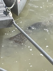 Trichechus manatus latirostris