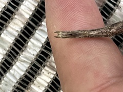 Diapheromera femorata