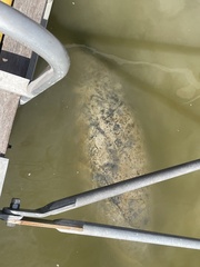 Trichechus manatus latirostris