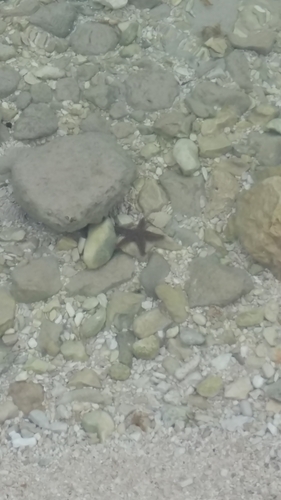 Zvjezdače (Asteroidea)