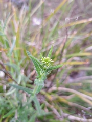 Senecio hispidulus