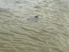 Trichechus manatus latirostris