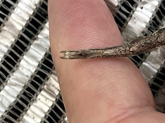 Diapheromera femorata