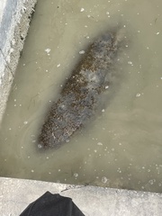 Trichechus manatus latirostris