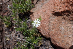 Stellaria pungens