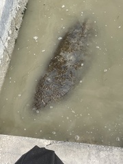 Trichechus manatus latirostris
