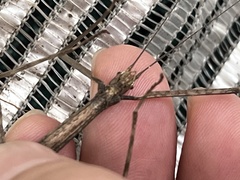 Diapheromera femorata