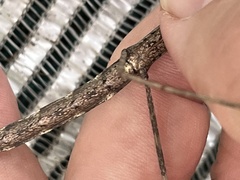 Diapheromera femorata