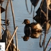 Iraq Little Grebe - Photo (c) Farshid Jafarzadeh.D, some rights reserved (CC BY-NC), uploaded by Farshid Jafarzadeh.D