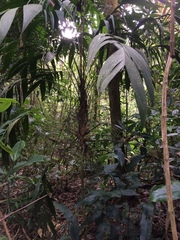 Geonoma blanchetiana