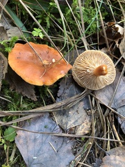 Lactarius tabidus