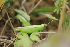 Mecostethus parapleurus