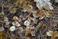 Clitocybe metachroa