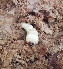 Prionoplus reticularis