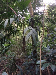 Geonoma blanchetiana