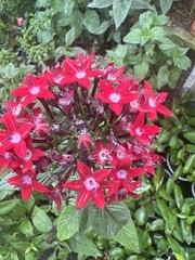 Pentas lanceolata