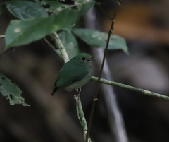 Lepidothrix velutina